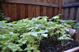 Close-up of a garden bed mulched neatly with rich soil and healthy plants thriving.