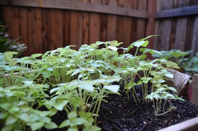 Rich, dark vermicompost spread across a thriving vegetable garden bed.