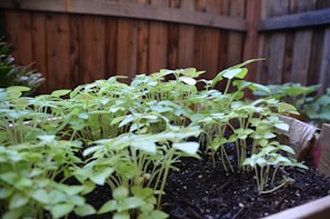Garden bed showing clear weeding progress with tidy soil and healthy plants