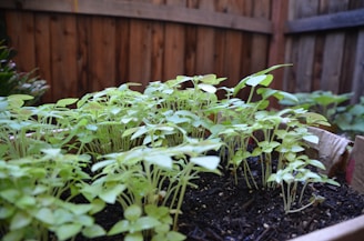 Raised garden beds with fresh vegetables growing in a neat backyard garden.
