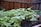 A wooden, fenced garden bed with healthy green leafy plants growing in dark, rich soil. The plants are small and closely packed together.