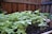A wooden, fenced garden bed with healthy green leafy plants growing in dark, rich soil. The plants are small and closely packed together.