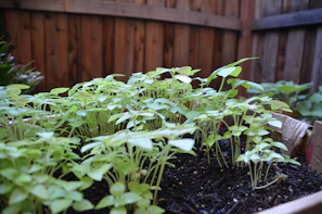 Close-up of a garden bed mulched neatly with rich soil and healthy plants thriving.