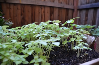 A wooden, fenced garden bed with healthy green leafy plants growing in dark, rich soil. The plants are small and closely packed together.