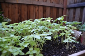 A wooden, fenced garden bed with healthy green leafy plants growing in dark, rich soil. The plants are small and closely packed together.