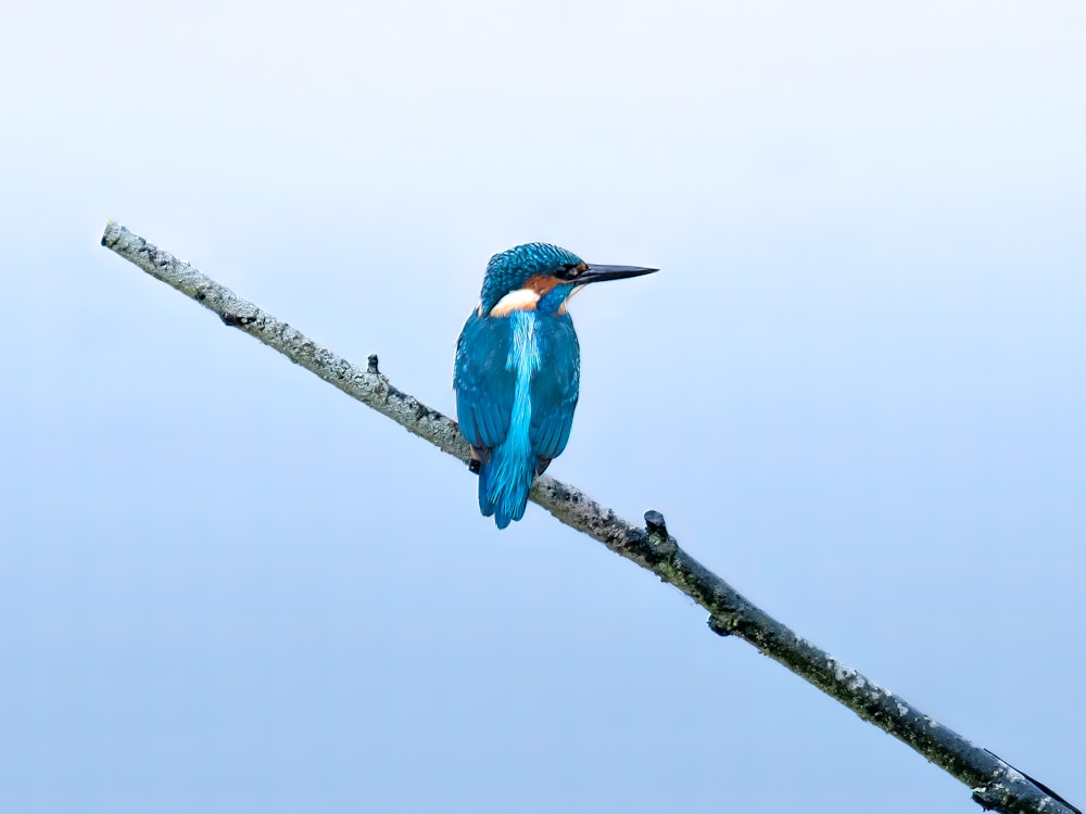 a blue bird sitting on top of a tree branch