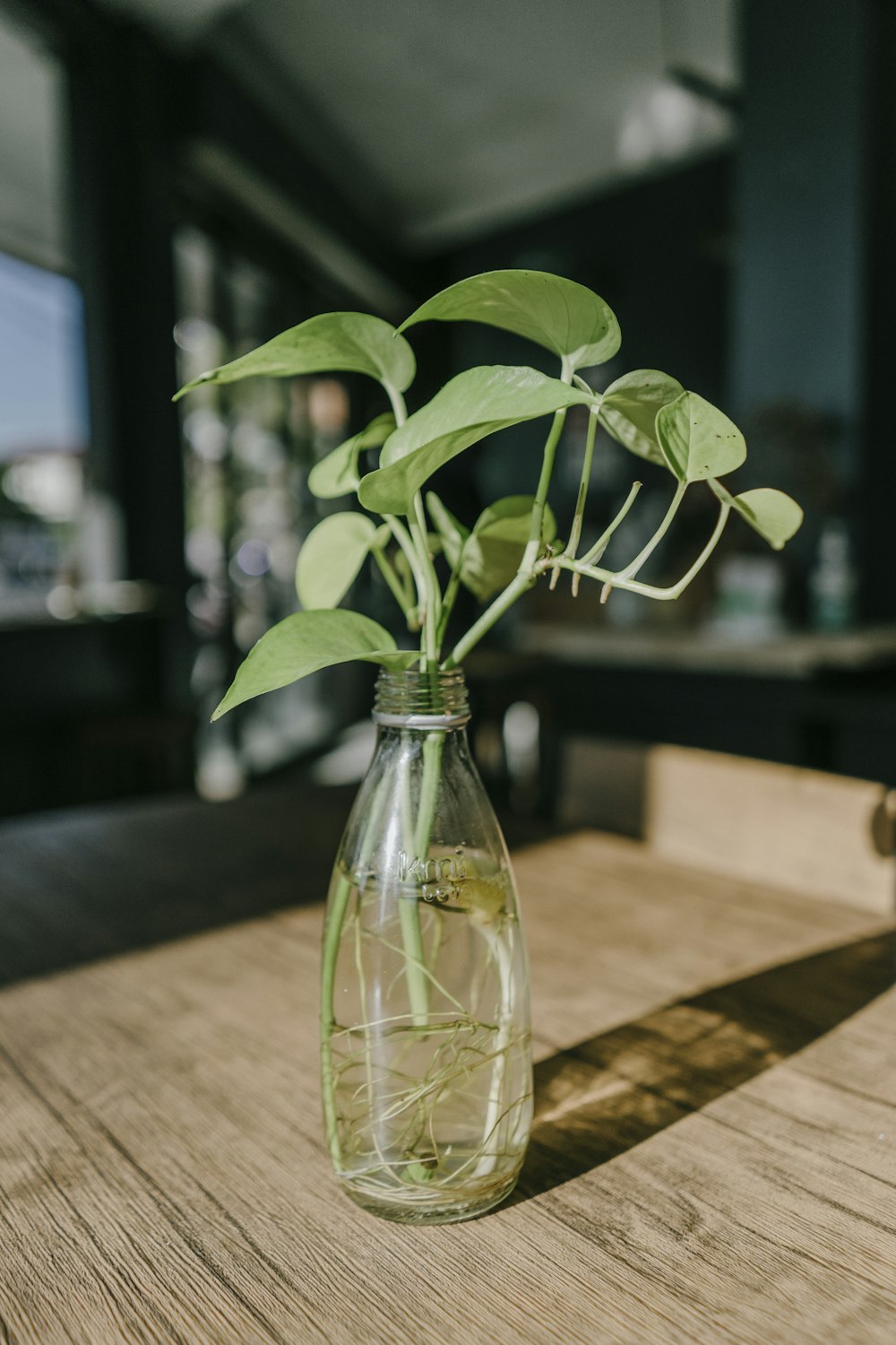 un jarrón de vidrio con una planta en su interior