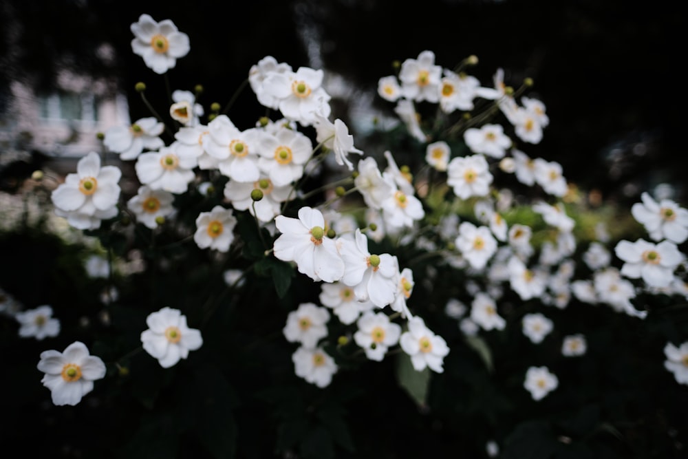 a bunch of white flowers with yellow centers