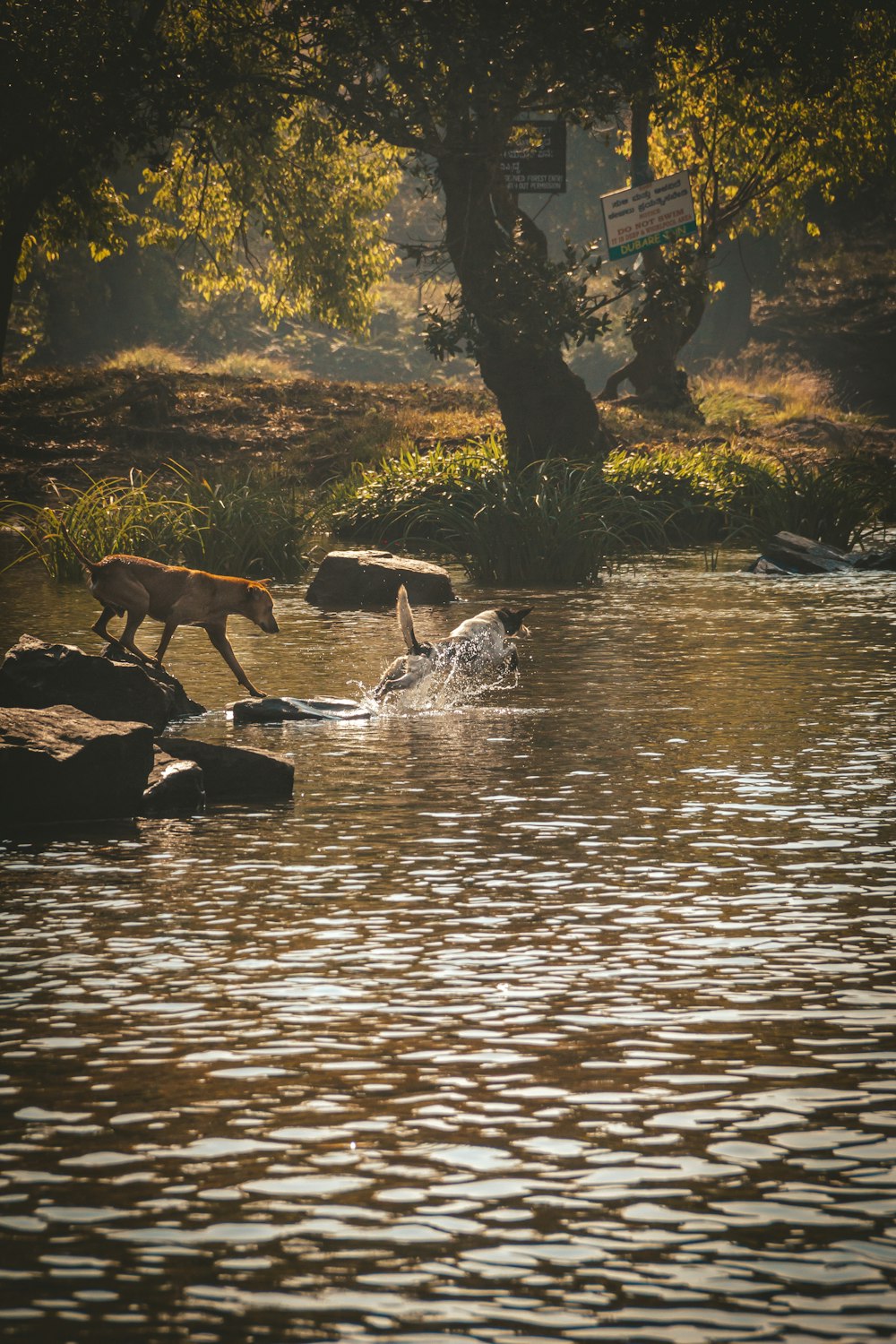 a dog jumping into a body of water