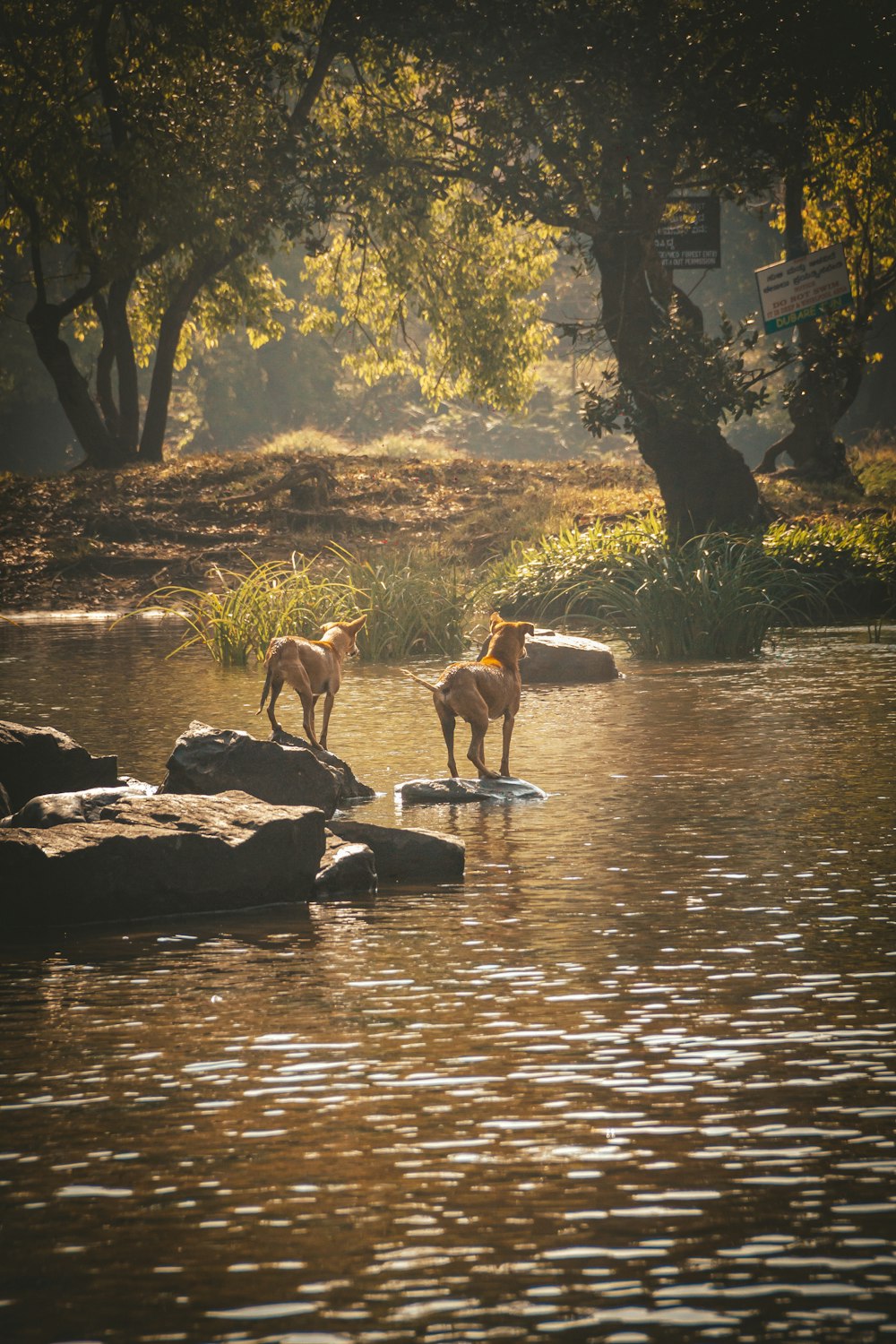 두 마리의 개가 물 속의 바위 위에 서 있다