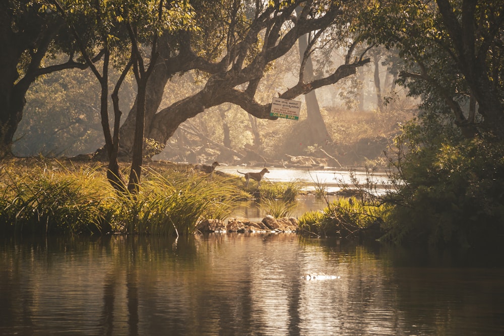 a giraffe standing in the middle of a river