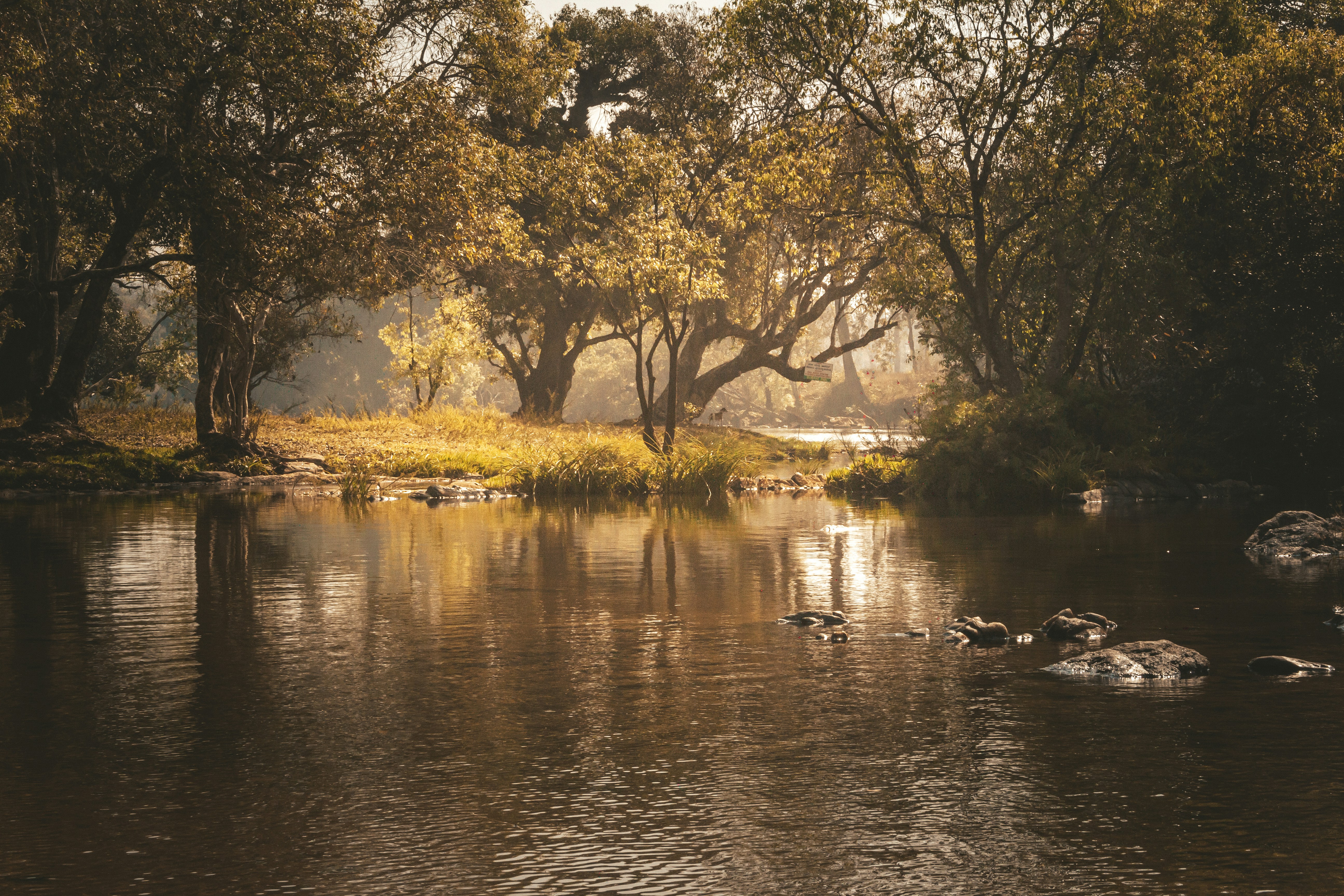 a body of water surrounded by trees and rocks