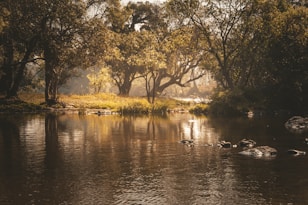 a body of water surrounded by trees and rocks