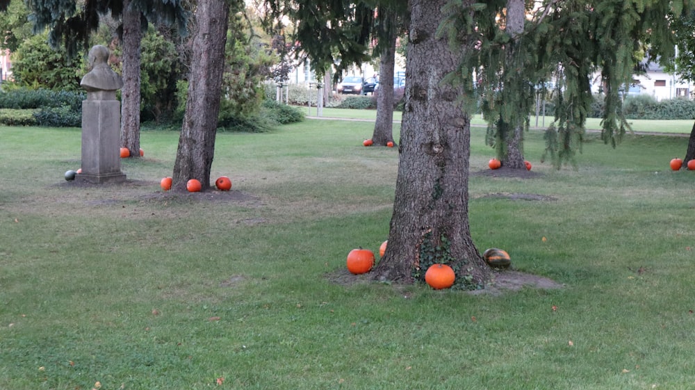 a group of pumpkins sitting on top of a lush green field