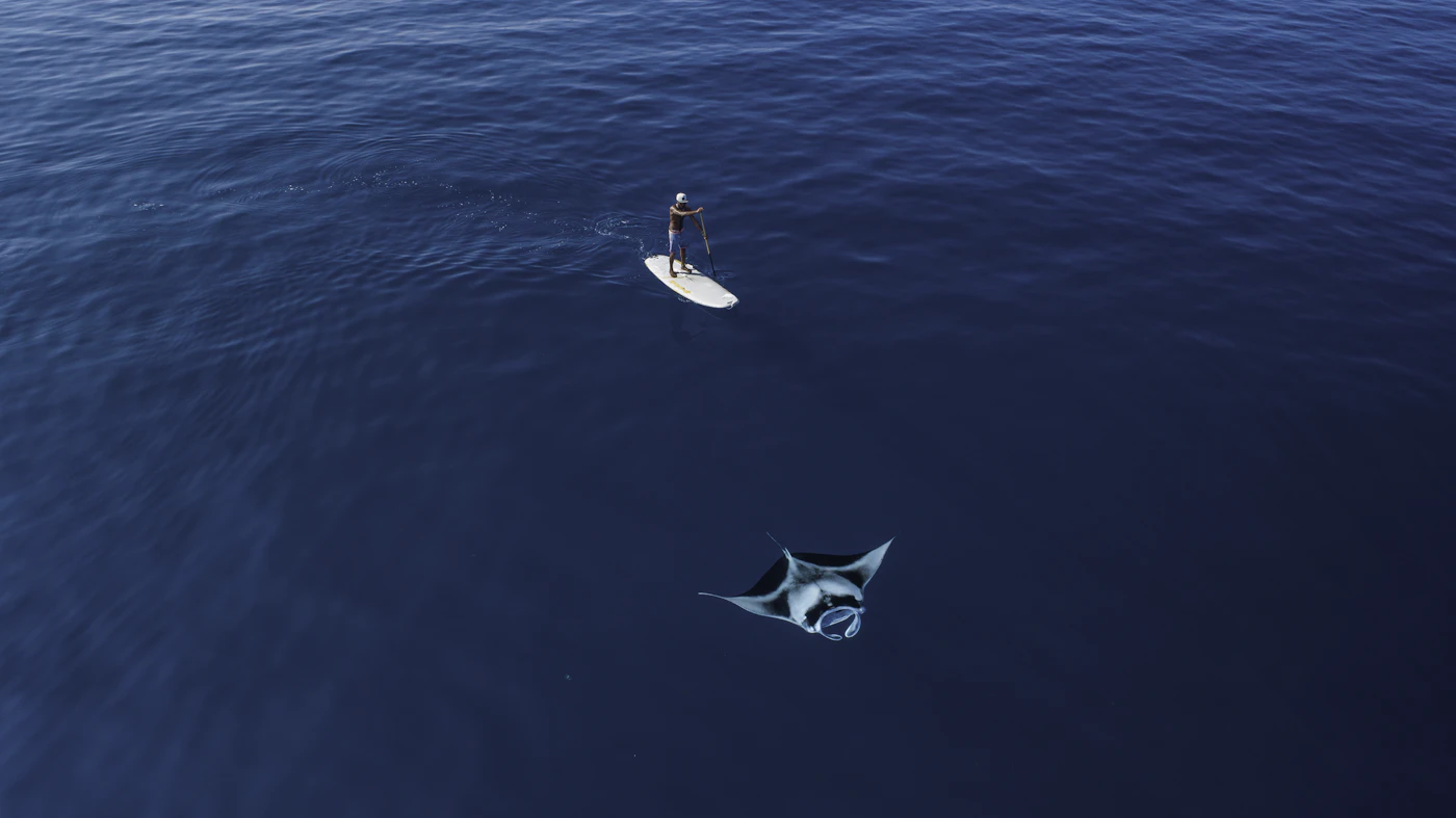 Paddler auf ruhigem Maledivenmeer mit Manta-Rochen unter der Oberfläche