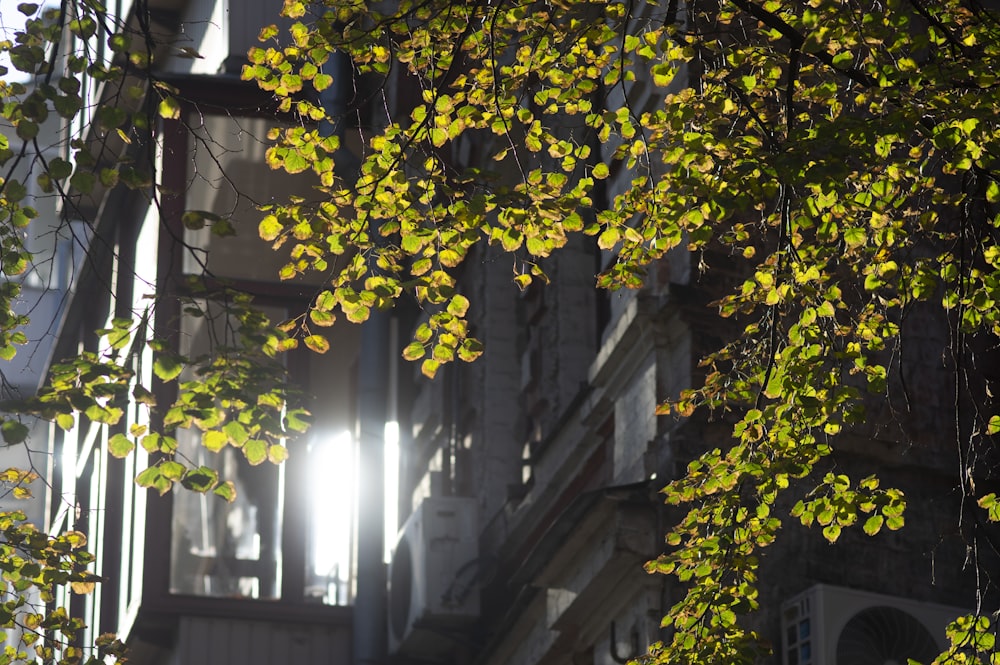 the sun shines through the leaves of a tree