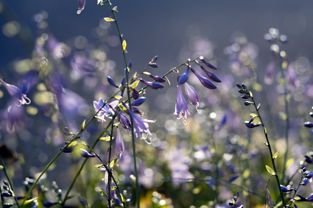 a bunch of purple flowers that are in the grass