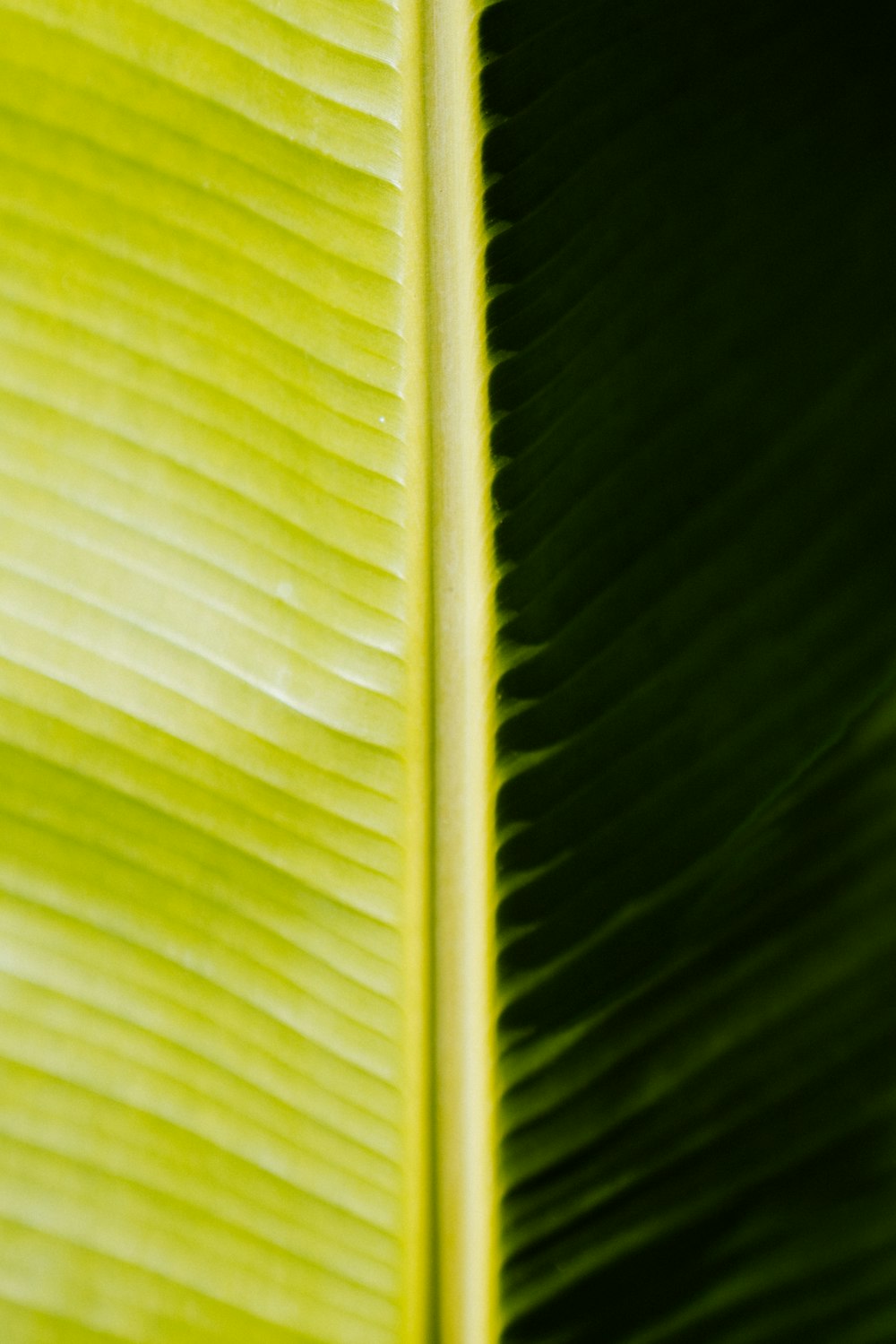 a close up of a green banana leaf