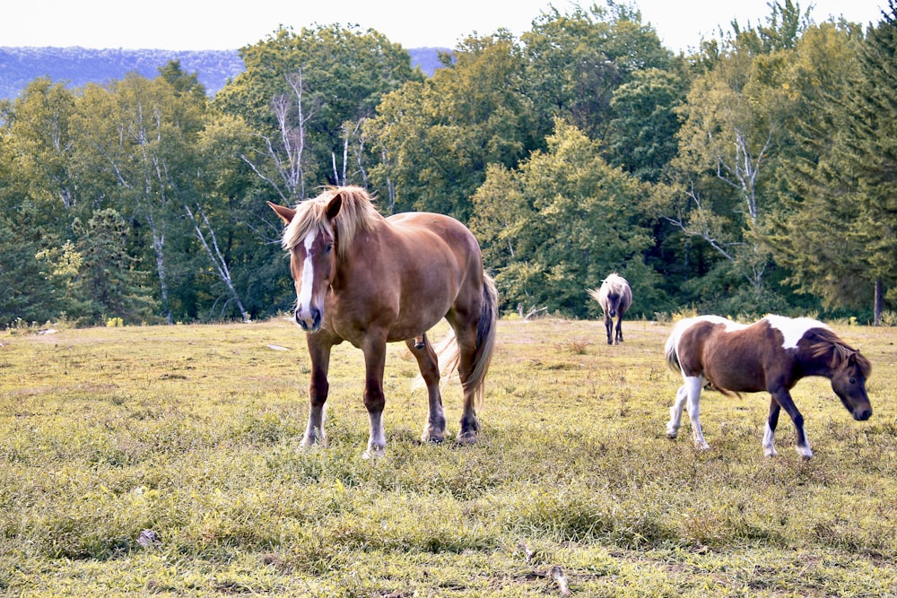 Un grupo de caballos parados en la cima de un campo cubierto de hierba