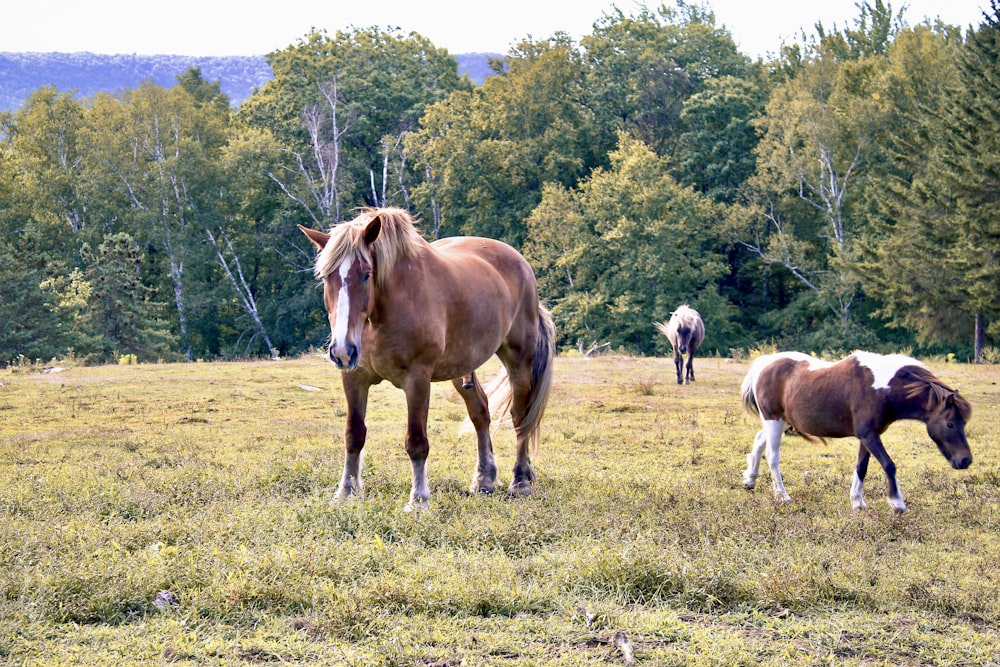 草原の上に立つ馬のグループ