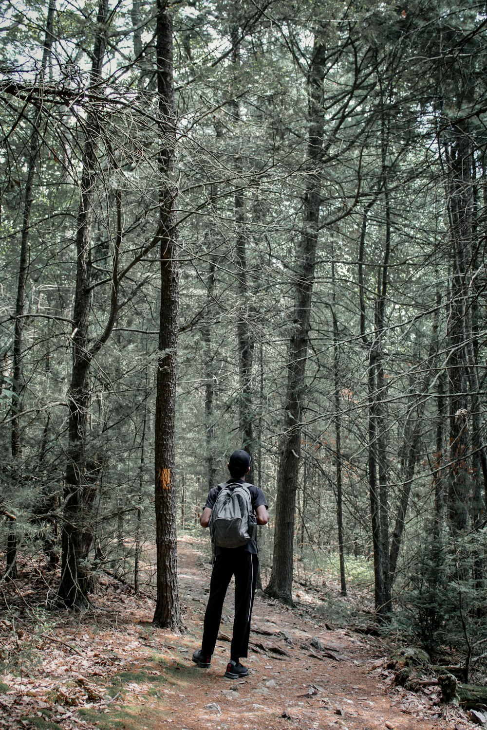 a person with a backpack standing on a trail in the woods