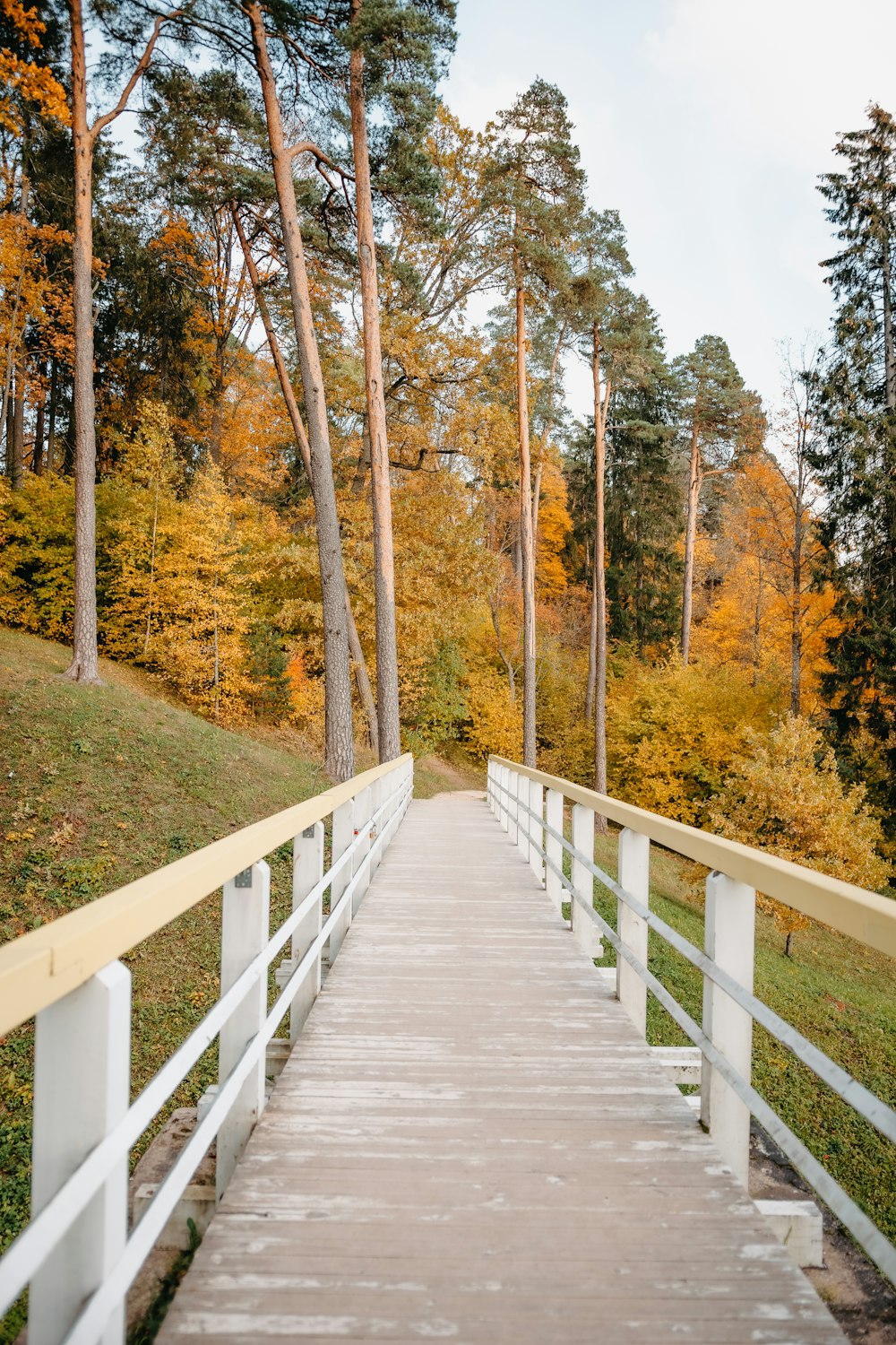 a wooden walkway leading to a forest with lots of trees