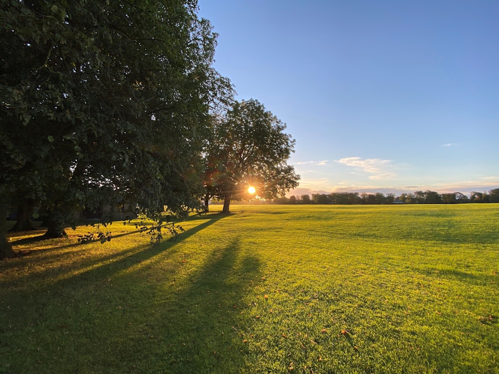 un campo erboso con alberi in lontananza