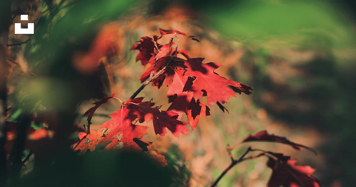 A close up of a tree with red leaves photo – Free Fall Image on Unsplash