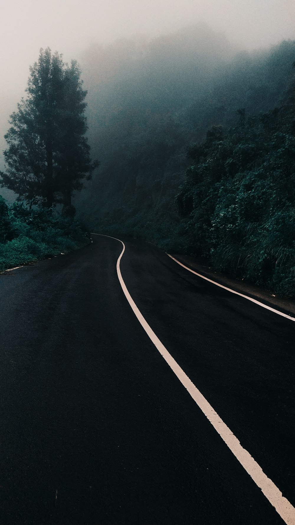 an empty road in the middle of a forest