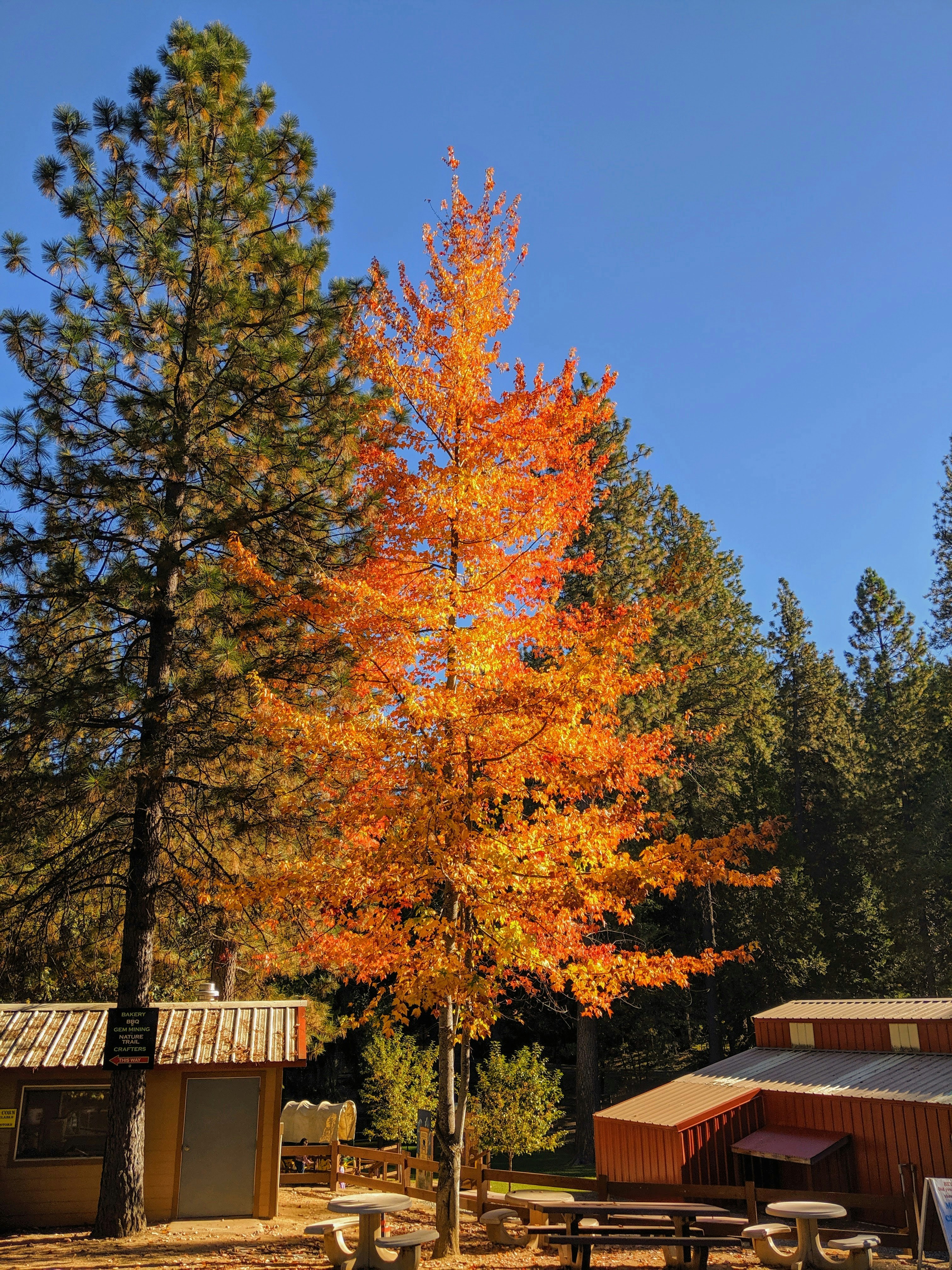 an orange tree in the middle of a forest