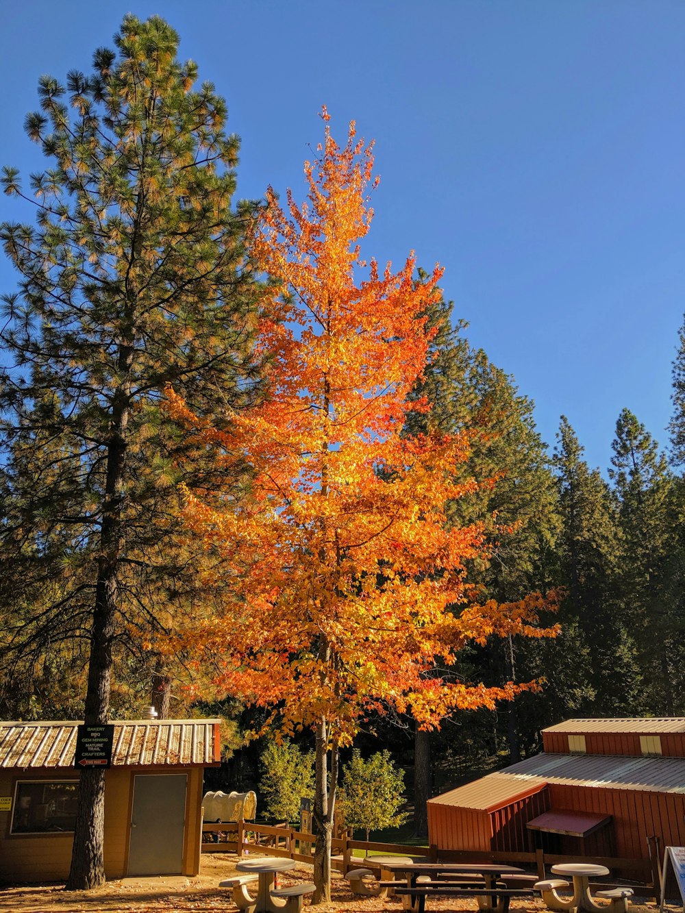 an orange tree in the middle of a forest