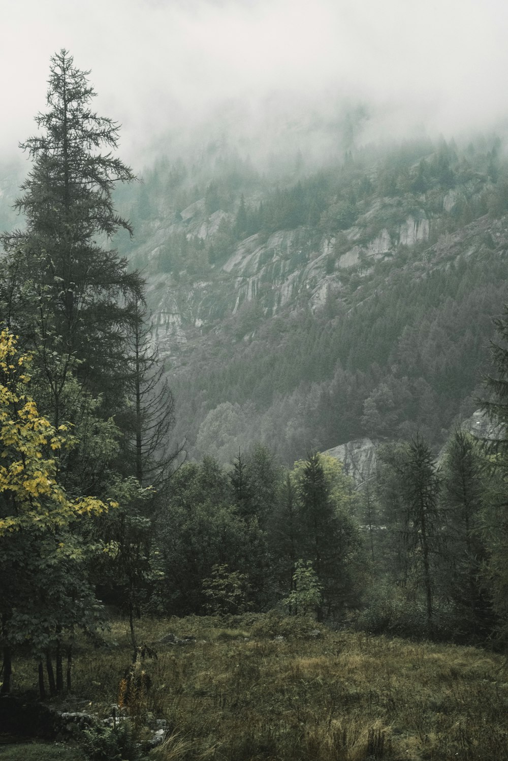 uma floresta cheia de muitas árvores altas