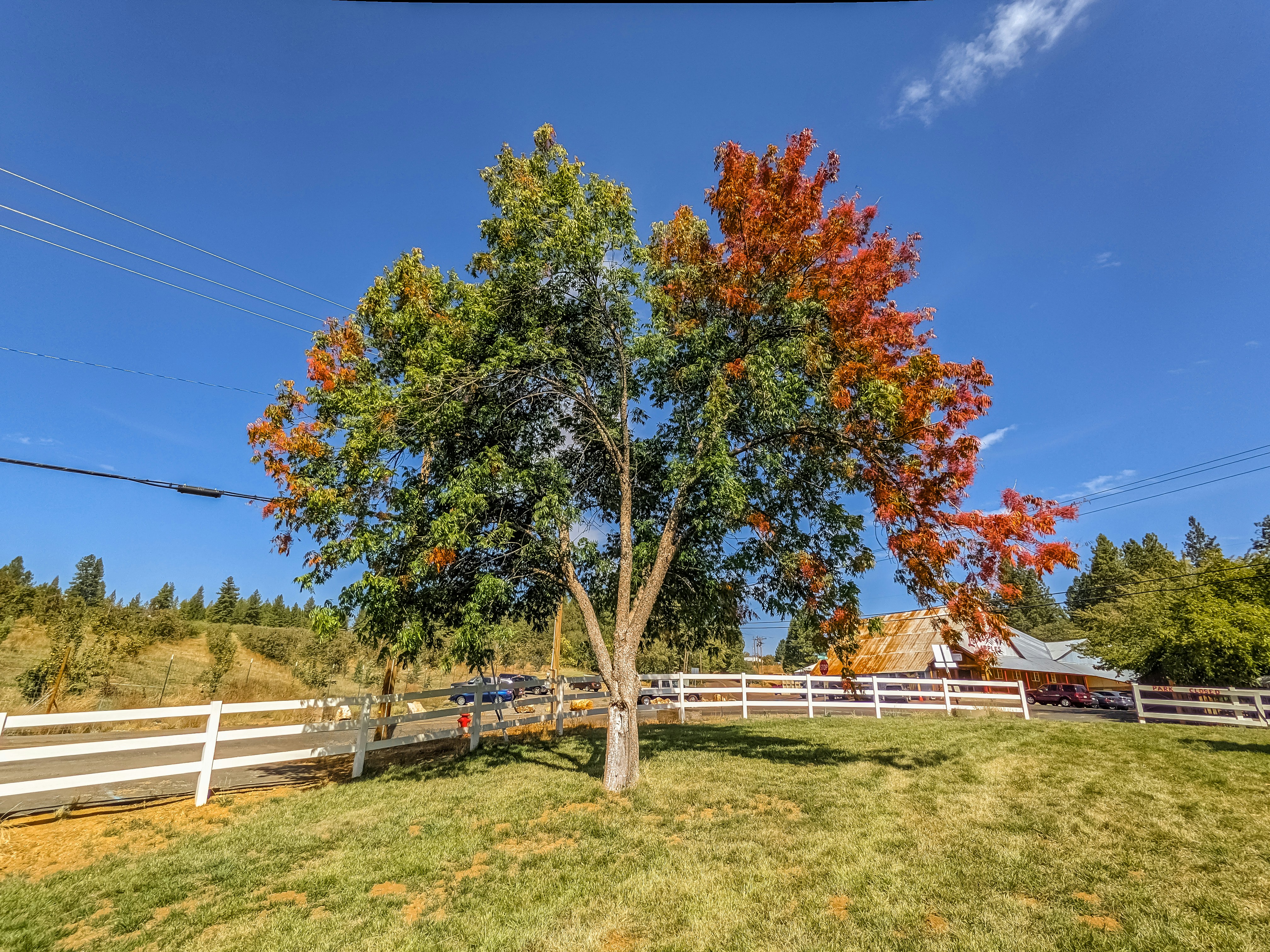 a tree in the middle of a grassy field