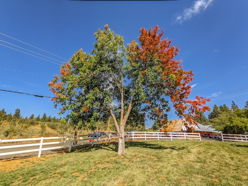 a tree in the middle of a grassy field