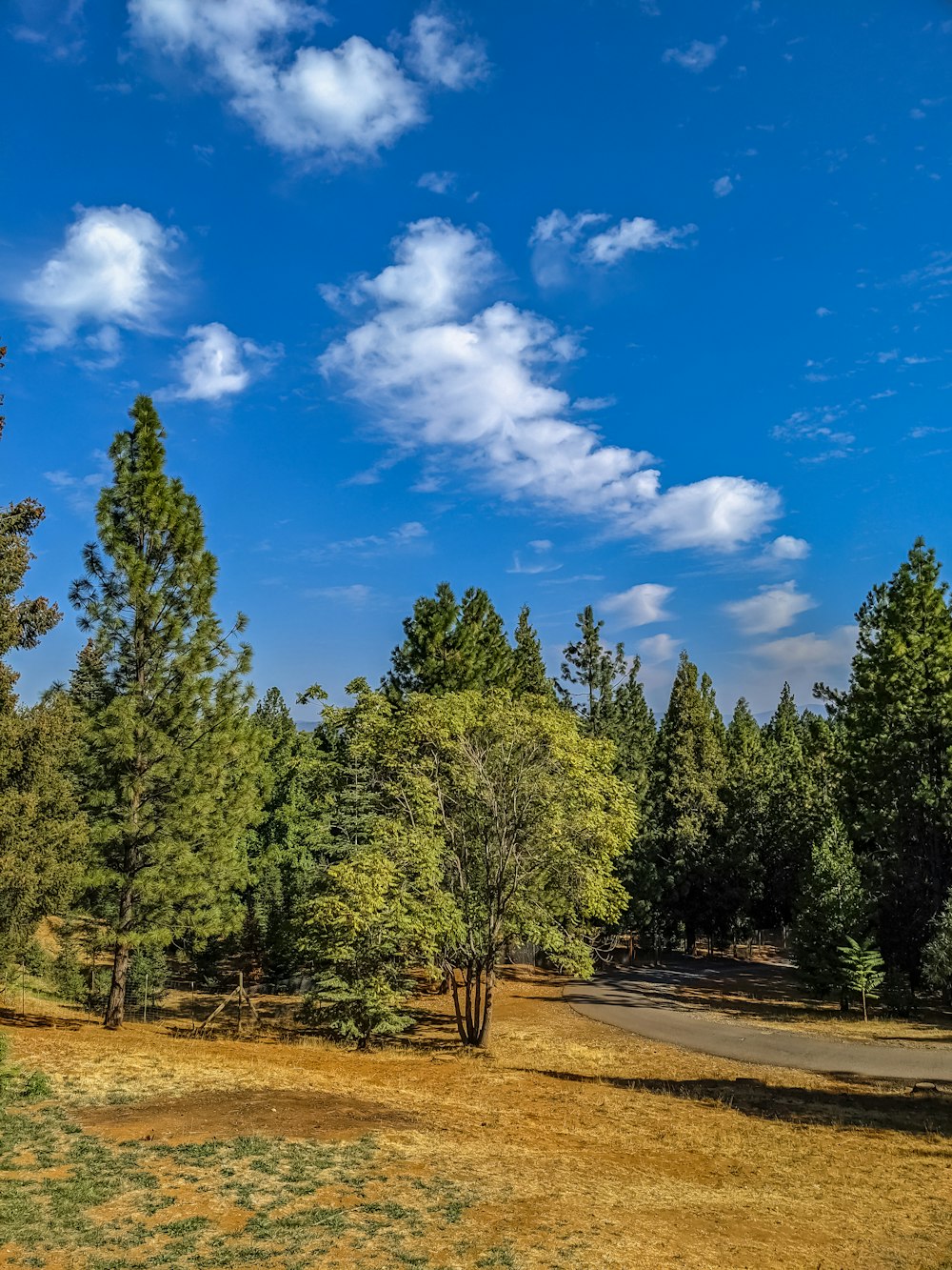 a dirt road surrounded by trees under a blue sky