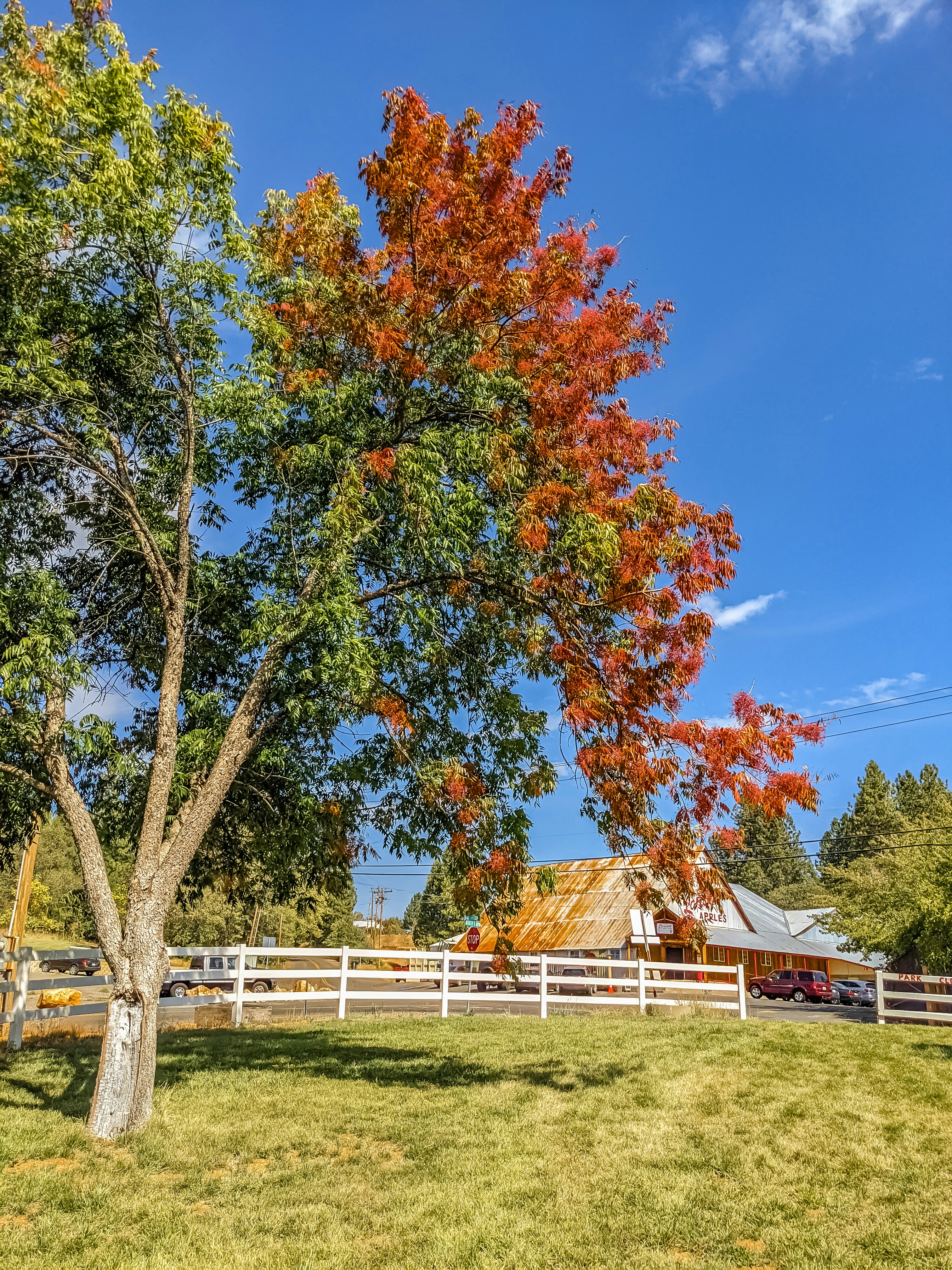 a tree in a field with a barn in the background