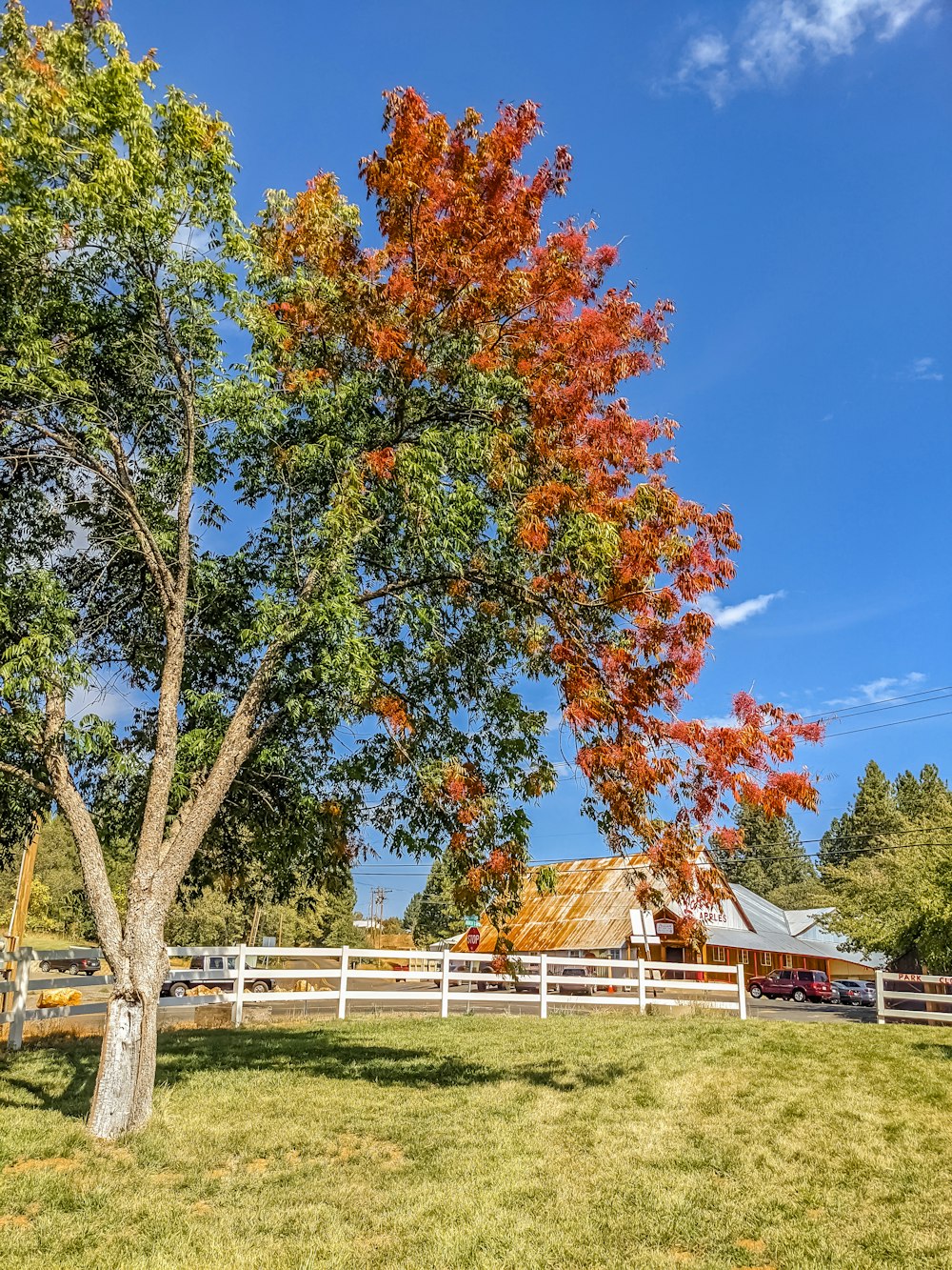 a tree in a field with a barn in the background