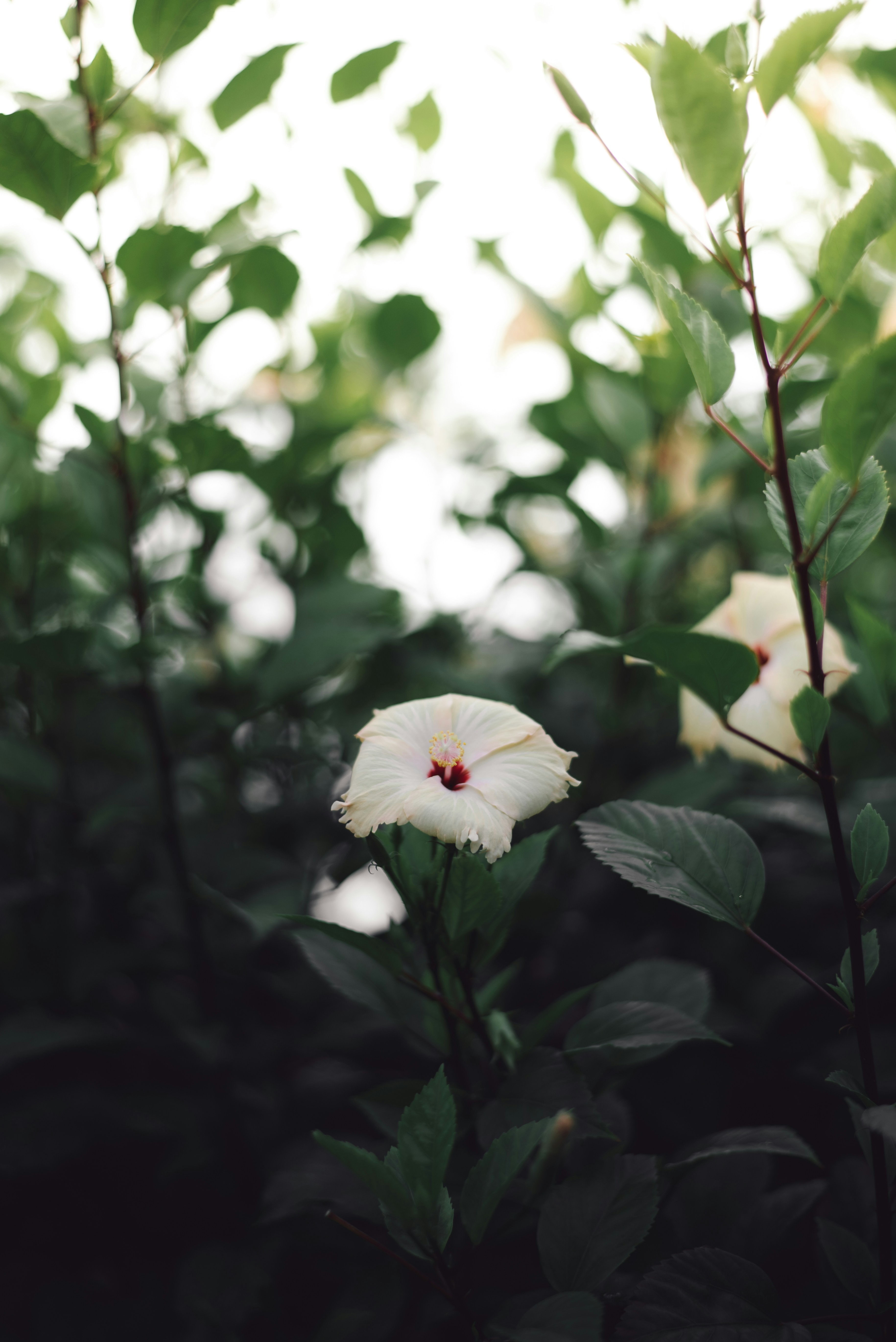 Photo by sirajmv