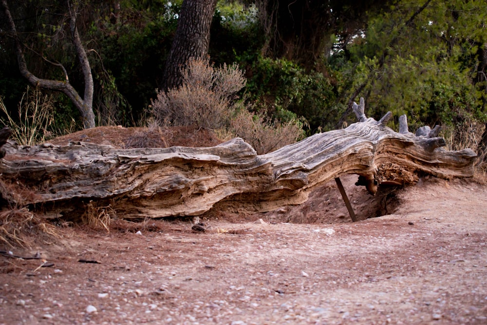 a fallen tree in the middle of a forest