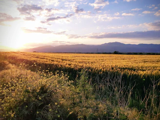 a field of grass with mountains in the background