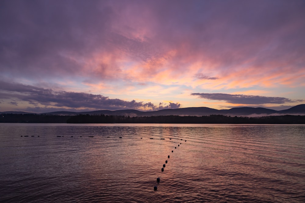 a group of birds walking across a body of water