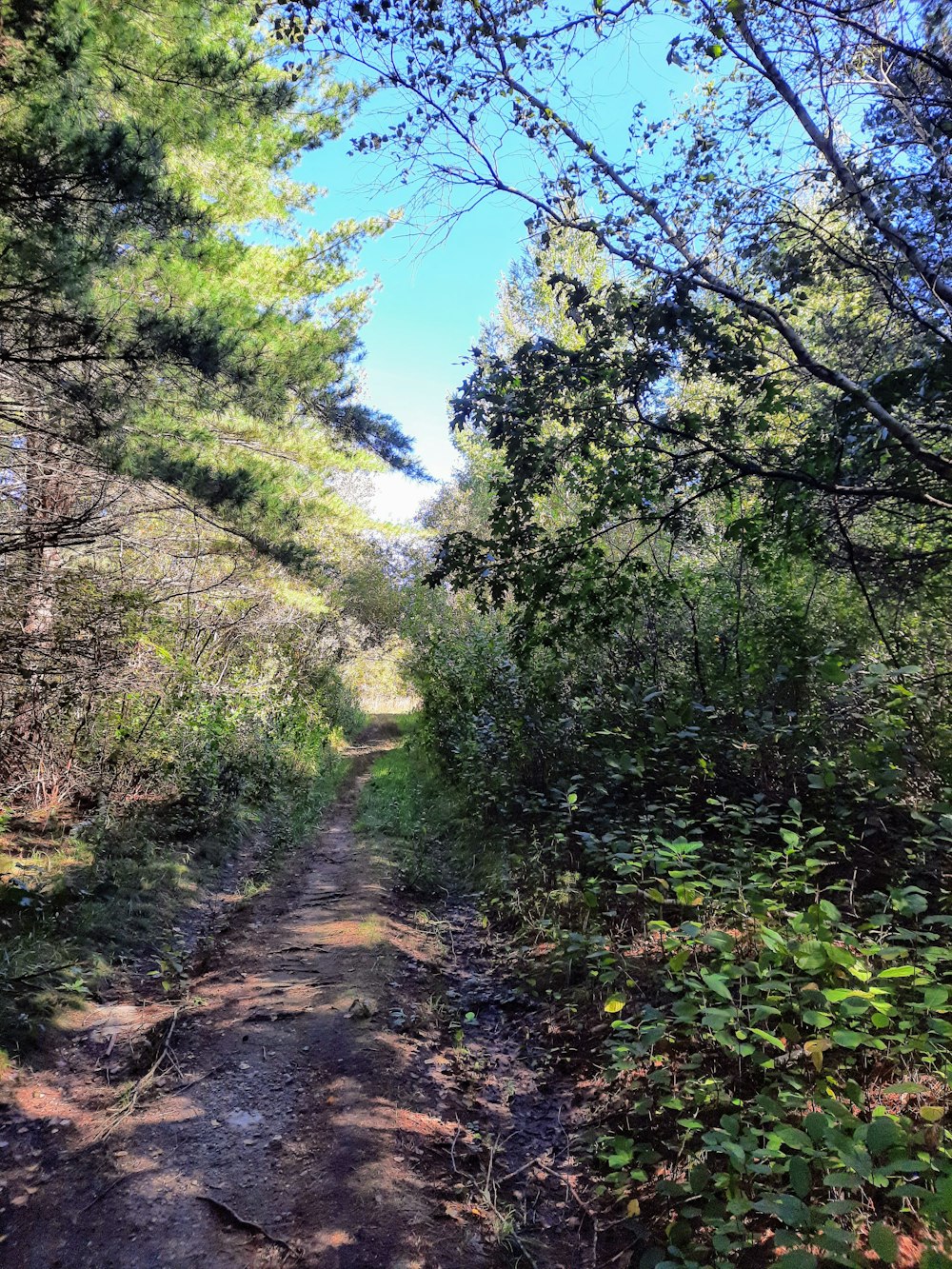 a dirt path in the middle of a forest