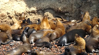 a group of sea lions lounging on a rocky beach