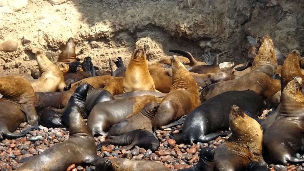 a group of sea lions lounging on a rocky beach