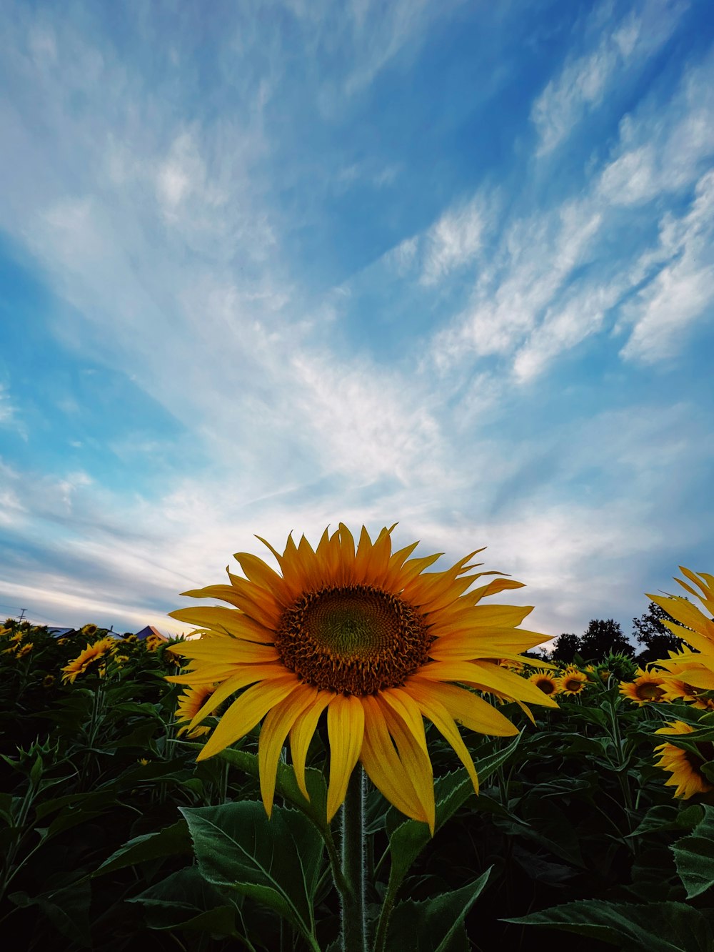 a large sunflower standing in a field of sunflowers