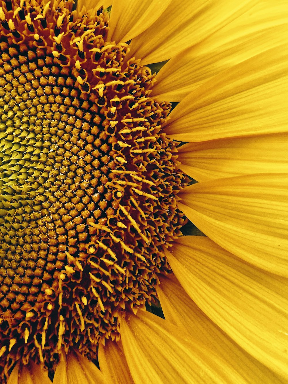 a close up of a large yellow sunflower