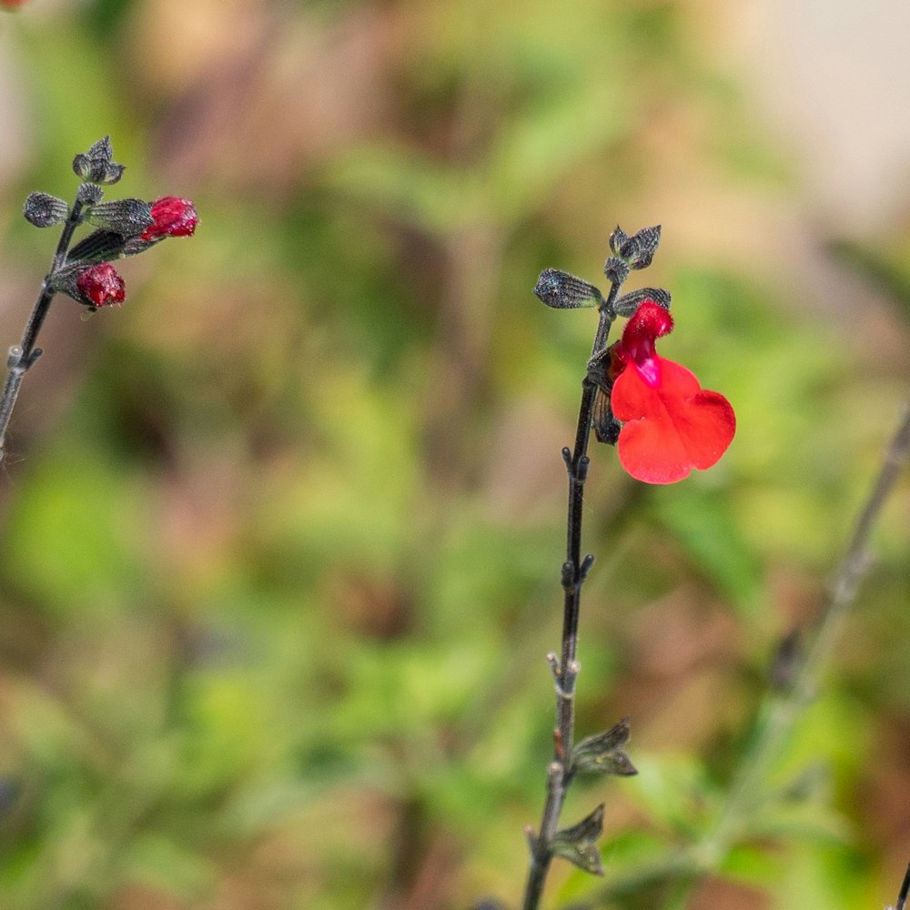 Un primer plano de una flor roja en una planta