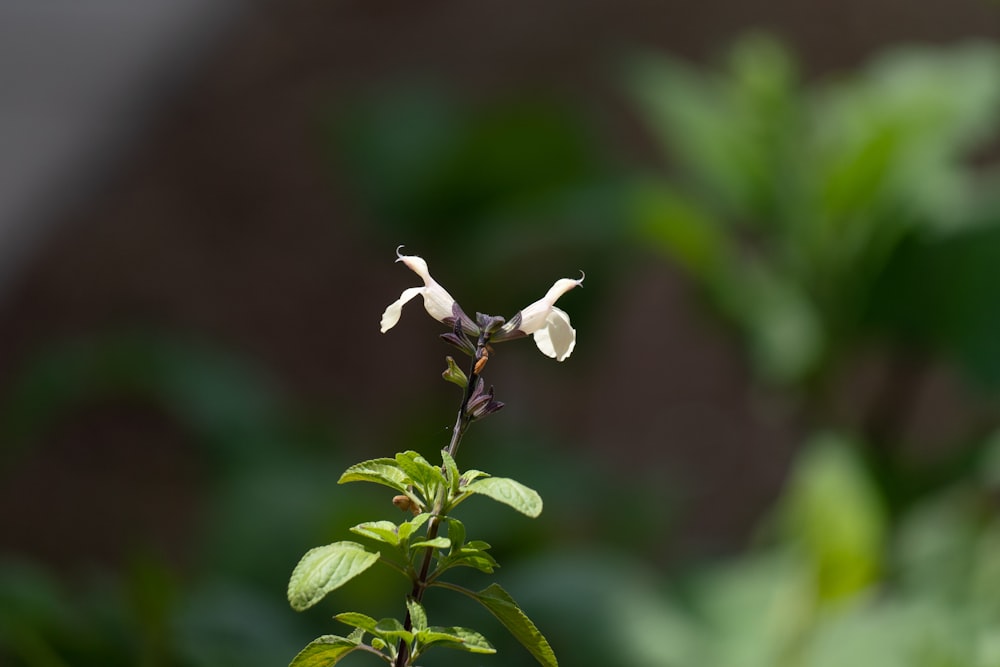 a close up of a flower on a plant