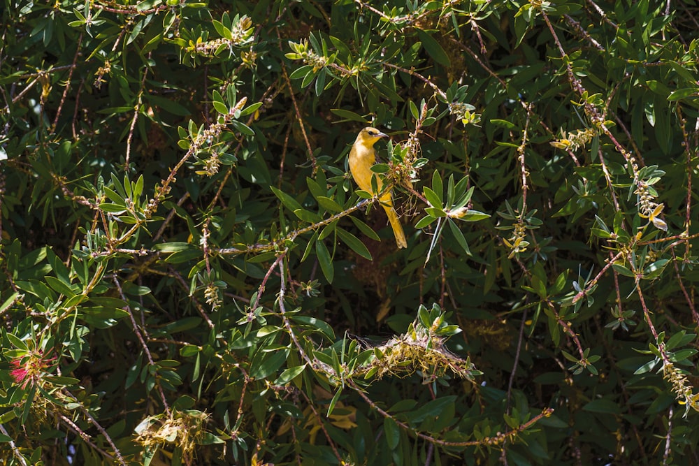 a small yellow bird perched on top of a tree