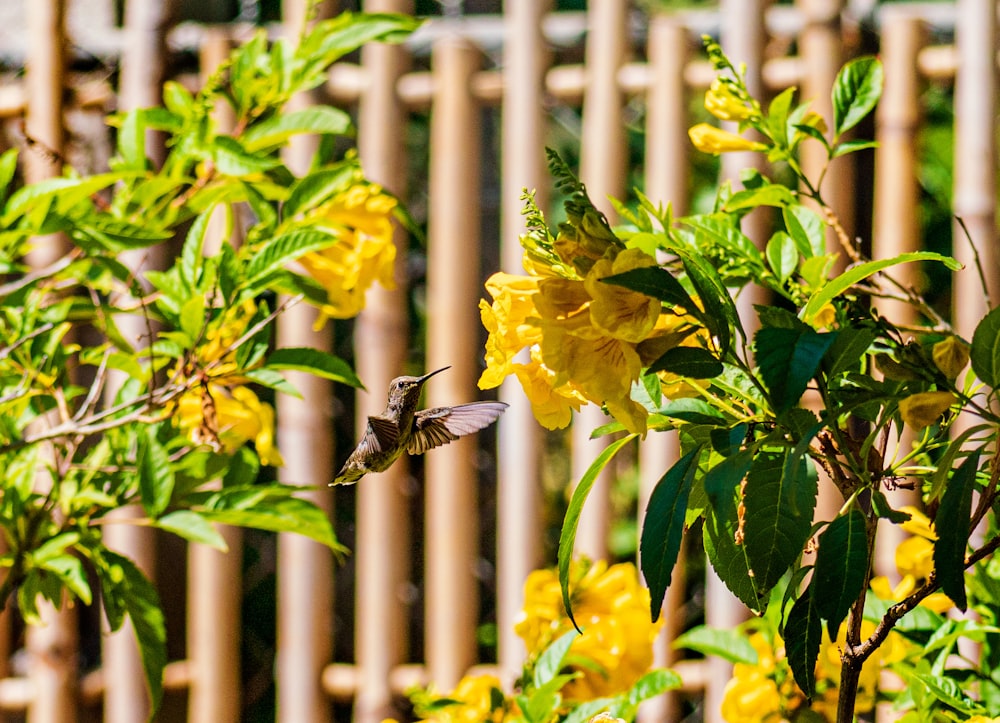 a hummingbird flying near a bush with yellow flowers